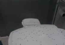 Moradores reclamam de grande quantidade de pernilongos em Bairro de Dracena