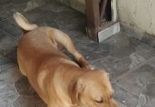 Cachorro está desaparecido no Bairro Emilio Zanata