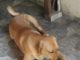 Cachorro está desaparecido no Bairro Emilio Zanata