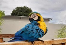 Conheça a interessante história da Arara Jade de Bataguassú/MS.