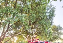 Enxame de Abelhas dá trabalho para Equipe dos Bombeiros em Dracena