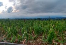 O que esperar da safrinha de milho? Atrasos e clima prejudicaram a produção