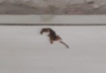 Moradores de Bairro reclamam de presença constante de Esrcorpiões