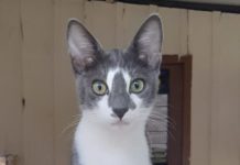 Gato está desaparecido após pular de veículo