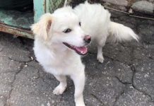 Cachorro está desaparecido no Jardim Jussara em Dracena