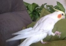 Calopsita está desaparecida da Vila Barros em Dracena