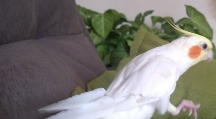 Calopsita está desaparecida da Vila Barros em Dracena