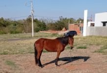 Animal pode estar sofrendo maus tratos e é denunciado a autoridades