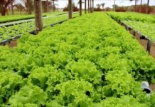 Ramo de Hortaliças está contratando funcionários