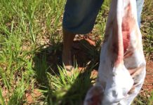 Bebê recém-nascida é abandonada em pasto em Emilianópolis