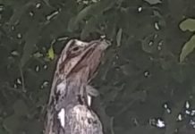 Urutau chamou a atenção de quem passou pelas proximidades da Santa Casa