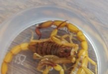 Escorpiões tiram tranquilidade de moradores em Dracena