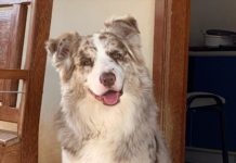 Cachorro está desaparecido em Dracena na região oeste