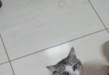 Gato está desaparecido há alguns dias