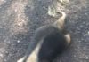 Tamanduá Mirim foi encontrado morto em acostamento da SP-294
