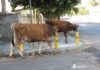 Bovinos passeavam tranquilos por Ruas de Dracena e atacavam lixos