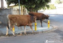 Bovinos passeavam tranquilos por Ruas de Dracena e atacavam lixos