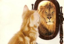 Narcisismo: Transtorno de Personalidade Narcisista. O que é o Narcisismo? (por Cidinha Pascoaloto)