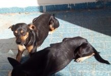 Protetores de animais denunciam maus tratos a Cachorros