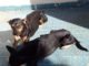 Protetores de animais denunciam maus tratos a Cachorros