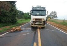 Cavalos são atropelados por caminhão e quatro morrem no acesso a Ouro Verde