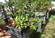 Feira Pomar Urbano está acontecendo este final de semana em Dracena