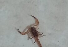 Moradores do Conjunto Habitacional Florindo Tabacchi estão assustados