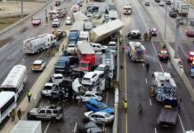 Os animais e os acidentes de trânsito