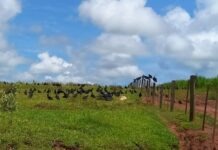 Bandidos matam vaca em pasto e levam algumas partes em Monte Castelo