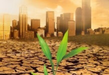 Antifrágil: Você sabe o que é? (por Cidinha Pascoaloto)