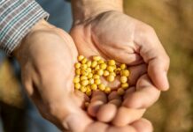 Sicredi atualiza projeções para a safra de soja e milho em Sondagem