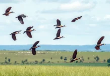 Pesquisadores querem criar índice para “traduzir” estresse ambiental