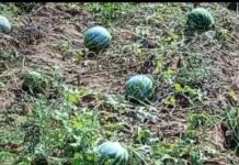 Pulverização aérea atinge lavouras de urucum e melancia e gera denúncia de crime ambiental em Paulicéia