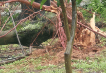 Temporal causa estragos e assusta moradores em Dracena
